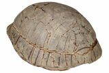 Inflated Fossil Tortoise (Stylemys) - South Dakota #192060-3